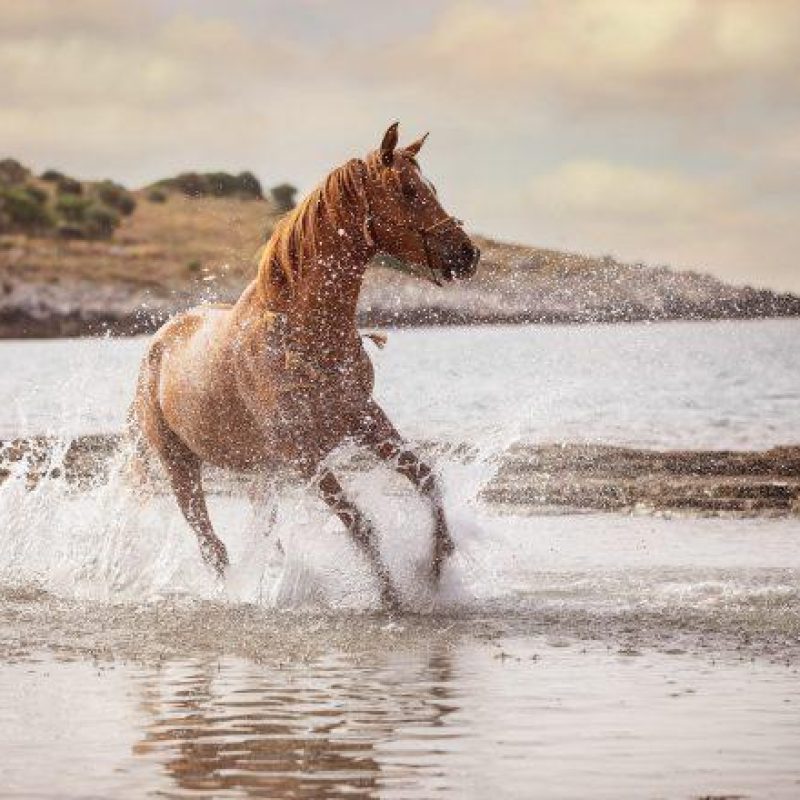 corfu-horseriding-1